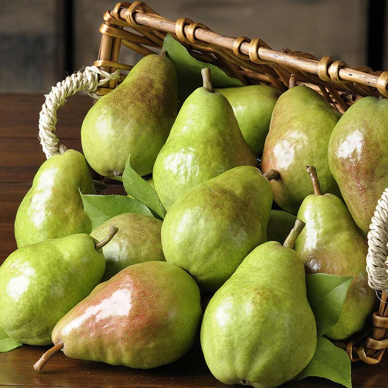 Bartlett Pears