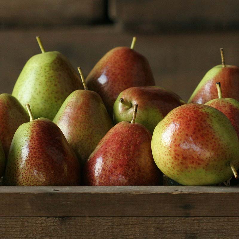 Forelle Mini Pears