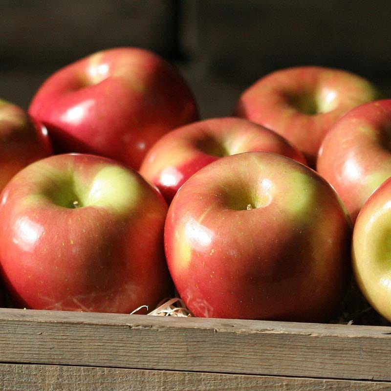 Imperial Fuji Apples