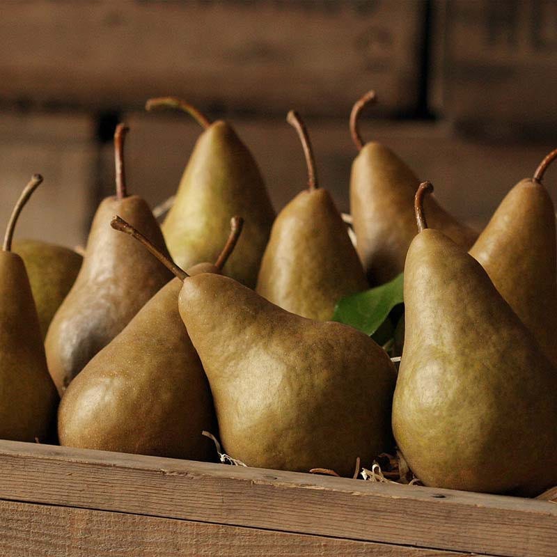 Golden Italian Bosc Pears