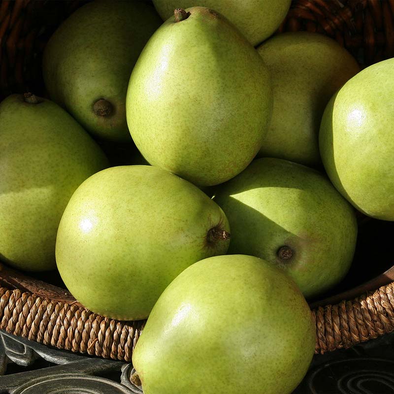 French d'Anjou Pears