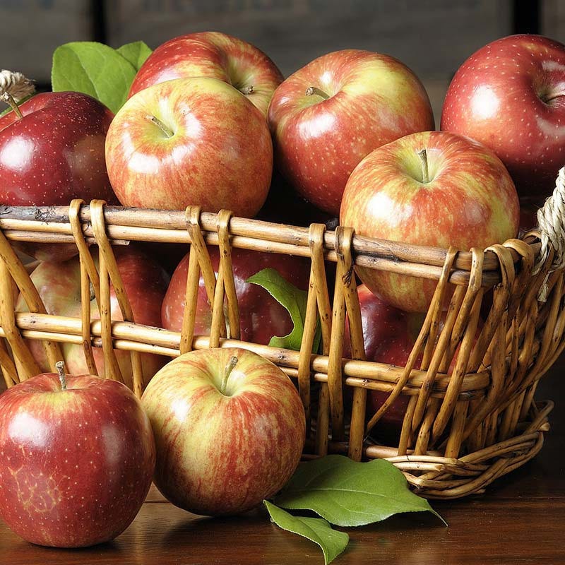 Jonagold Apples