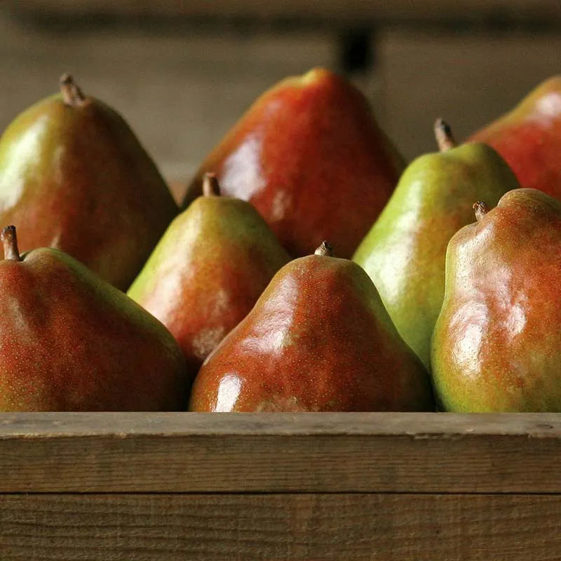 Royal Comice Pears